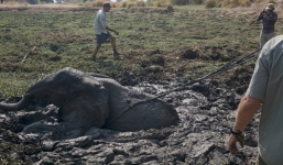 Voi con nổi điên tấn công ân nhân sau khi được giải cứu