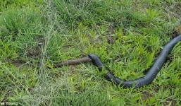Cận cảnh rắn đen 'khủng' nuốt trọn rắn nâu
