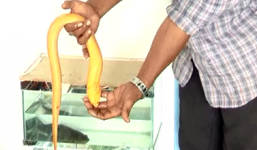 Lươn vàng ở miền Tây nặng gần 1kg trả 80 triệu đồng không bán