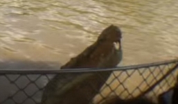 Video: Hú hồn cá sấu chồm lên đớp tay hướng dẫn viên du lịch