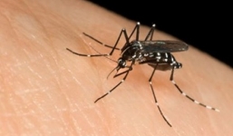 Khánh Hòa: Thêm người nhiễm Zika, 3 người chết vì sốt xuất huyết