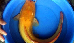 Bắt được cá trê vàng rực ở TP HCM