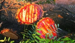 Kỳ lạ loài cây chảy máu như con người