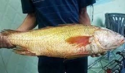 Ngư dân bắt được 3 cá lạ, nghi cá sủ vàng 'tiền tỷ'