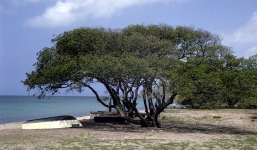 Loài cây chỉ đứng gần thôi cũng khiến bạn phải gặp thần chết