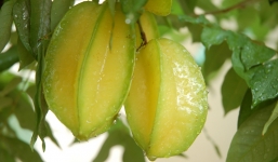 Bạn đã biết cách chữa ho cho phụ nữ có thai cực hiệu quả với khế