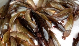 Học cách phân biệt cá trê bị nhuộm hóa chất và cá trê vàng