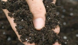 Tự ủ phân bón cho vườn cây tại nhà