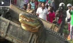 Dân tình đổ xô xem thả cá sấu 'khủng' về sông