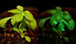 Kì lạ loại cây có khả năng tự phát sáng