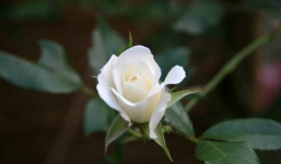 Mách các mẹ 5 mẹo chữa ho cho trẻ 1 tuổi đơn giản mà hiệu quả