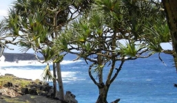 Chỉ những vùng đất có kim cương loài cây này mới chịu mọc