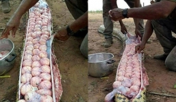 Dân làng mổ bụng rắn 'khủng' và cái kết bất ngờ