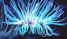 4 sinh vật phát sáng ngự trị bóng đêm