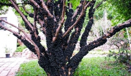 Giống nho kì lạ - quả mọc từ gốc đến ngọn