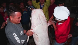 'Thủy quái' sông Mê Kông nặng 75 kg xuất hiện tại Hà Nội