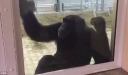 Tinh tinh bất ngờ nổi tiếng vì tự lau chuồng của mình