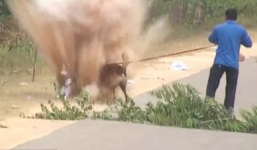 Video: Khoảnh khắc bom bất ngờ phát nổ, chú chó cảnh sát sống sót thần kỳ