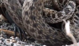 Video: Rắn giận dữ ngoặm đầu đồng loại để tranh mồi