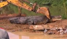 Giải cứu cá sấu khổng lồ bị mắc kẹt tại Sri Lanka