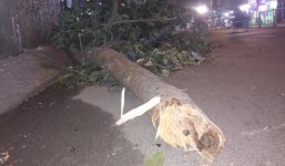 Cổ thụ gẫy nhánh đè xe SH giữa Sài Gòn khiến 1 giám đốc bị thương