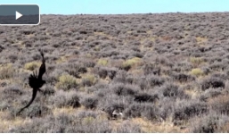 Cuộc thoát thân kịch tính của thỏ trước móng vuốt chúa tể bầu trời