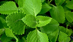 An toàn với 4 mẹo chữa ho đờm cho trẻ sơ sinh 