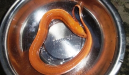 Bắt được lươn vàng kỳ lạ ở Thừa Thiên Huế