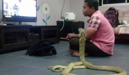 Chàng trai cưới rắn hổ mang vì nghĩ đó là bạn gái của mình