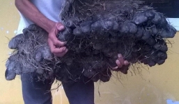 Đào được củ khoai tía 'khủng' nặng 23kg, có hình bàn tay gấu