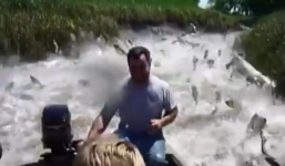 Video: Hàng trăm cá 'khủng' nhảy múa trên dòng sông