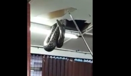 Video: Hoảng hồn rắn khổng lồ bất ngờ rơi xuống từ trần nhà