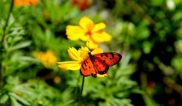 Đẹp như cổ tích mùa bướm tại vườn quốc gia Cát Tiên