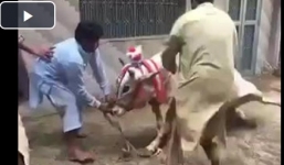 Bị bắt làm thịt, bò hung dữ đá văng người trói chân