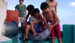 Thông tin bất ngờ vụ cắt đầu, mổ bụng cá heo quý ở Phú Quốc