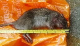 Chuột 'khủng' to như mèo tàn phá khiến dân cư hoảng sợ