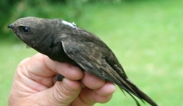 Loài chim đặc biệt có thể bay cả năm trời mà không cần hạ cánh