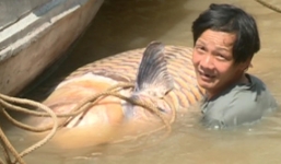 Bắt được cá hô vàng nặng 125kg, bán hơn 300 triệu ở miền Tây