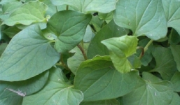 Hướng dẫn cách chữa ho ra đờm với 3 bài thuốc đơn giản mà hiệu quả