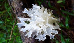 Những cách chữa ho ra máu từ dân gian hữu ích với người bệnh lao phổi