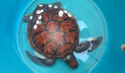 Đồi mồi quý hiếm nặng 5,5kg mắc lưới ngư dân Quảng Nam