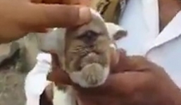 Hy hữu dê đột biến có một mặt giữa trán gây xôn xao