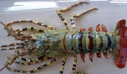 Ngư dân vô tình bắt được tôm hùm 6 màu quý hiếm giá gần 2 tỷ 