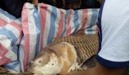 Video: Vây bắt cá hô vàng 'khủng' nặng 125kg ở miền Tây