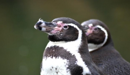 Câu chuyện tình yêu 10 năm của hai chú chim cánh cụt.