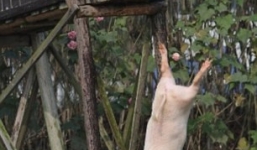 Cho lợn nhảy cầu tập bơi để tăng  độ ngon của thịt