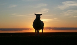 Cụ ông 94 tuổi tử vong do bị cừu tấn công