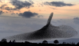 Màn “khiêu vũ” tuyệt đẹp của 5 vạn con sáo trên bầu trời