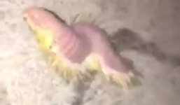 Sinh vật 'ngoài hành tinh' nhiều màu, lắm lông dạt vào bờ biển Australia