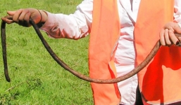 5 sự thật không phải ai cũng biết về loài giun đất